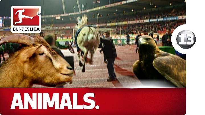 Какие только животные не посещали футбольные поля Бундеслиги (ВИДЕО)
